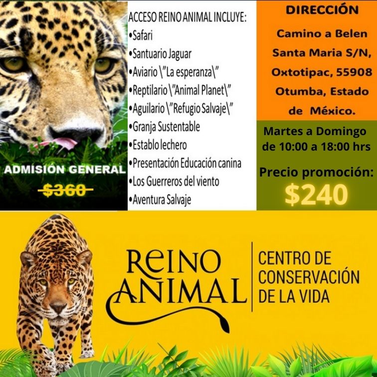 Reino Animal